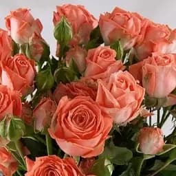 Троянда дрібноквіткова (спрей) Agro-Market Barbados саджанець класу АА+ вищий сорт 1 шт. в упаковці (37221)