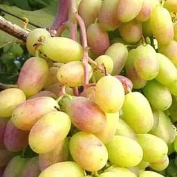 Саженец Agro-Market Виноград Айсберг (ранний, сочный, ароматный) 1 шт. в упаковке (155222)