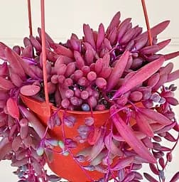 Саджанець Agro-Market Оттона Рубінове намисто (101742) 1 шт. в упаковці