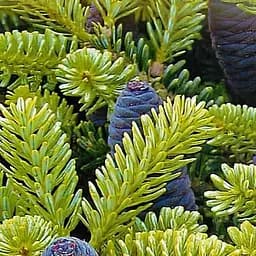 Саджанець Agro-Market Ялиця Корейська (Abies koreana) горщик P9 (48728)