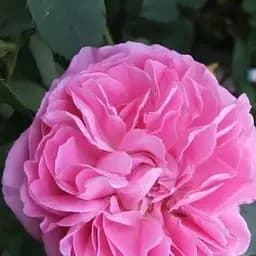 Троянда англійська Agro-Market Mary Rose саджанець класу АА+ вищий сорт 1 шт. в упаковці (17457)