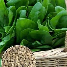 Насіння Agro-Market Шпинат Застольний на вагу ціна за 7 г (13356)