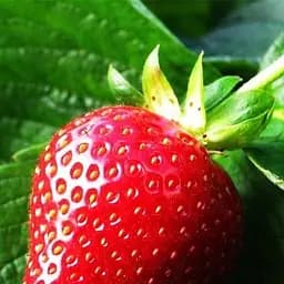 Саджанець Agro-Market Полуниця Зірниця (ранній термін дозрівання, сорт стійкий до хвороб) 5 шт. в пакуванні (36606)