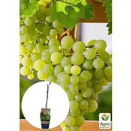Саджанець Agro-Market Виноград Dr. Smidtmans (сортовий, укорінений) (153322) 1 шт. - мініатюра 2