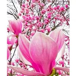 Магнолія 3-х річна Суланжа "Alexandrina" (висота 40-50см) (60452) 1 саженец