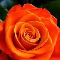 Троянда чайно-гібридна Agro-Market Моніка саджанець класу АА+ вищий сорт 1 шт. в упаковці (15986)