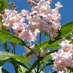 Читальпа ташкентська Summer Bells висота 50-60 см (183871) 1 саджанець в упаковці