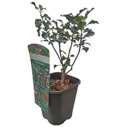 Пальма Мезерва 2-летняя Blue Angel (С1.5, высота 20-40 см) (175646) 1 саженец в упаковке