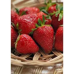 Саджанець Agro-Market Полуниця Хоней (Honey) 5шт (ранній термін дозрівання, стійкий до хвороб і шкідників) (23403) - мініатюра 3