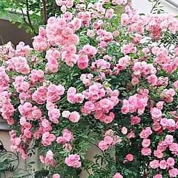 Троянда плетиста Agro-Market Eden Rose саджанець класу АА+ вищий сорт 1 шт. в упаковці (17394)