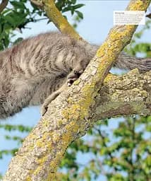 The Cat Encyclopedia - мініатюра 7