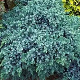 Ялівець лускатий "Blue Star" (контейнер Р9 висота 15-20 см) (52070) 1 саджанець