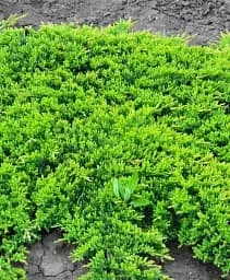 Саджанець Agro-Market Ялівець горизонтальний Prince of Wales вазон С2 діаметр 20-25 см 1 шт. в упаковці (102152)