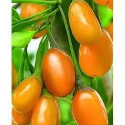 Саженец Agro-Market Годжи желтый Amber Sweet Goji 1 саженец (51020)