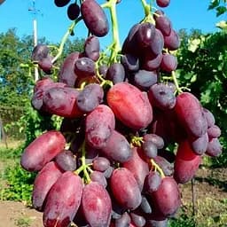 Саженец Agro-Market Виноград КарМаКод (ранний срок созревания) 1 шт.