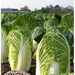 Насіння Весна на вагу Капуста Пекінська ціна за 2 г (13386)