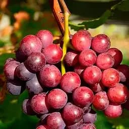 Саженец Agro-Market Виноград Альтаир (надренний срок созревания) 1 шт.