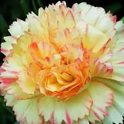 Гвоздика Махрова "Colores Oro" (188608) 1 саженец