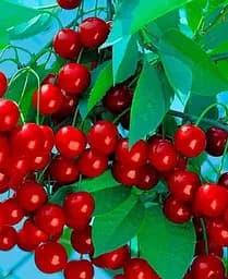 Саджанець Agro-Market Вишня Ерді Великоплідна (літній сорт, середньостиглий термін дозрівання) (20935) 1 шт. в упаковці