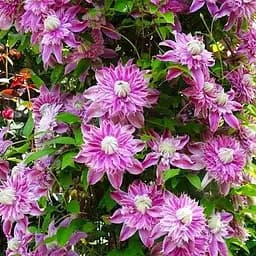 Саджанець Agro-Market Клематис Біатріс (Beatrice) (махровий сорт) (103413)