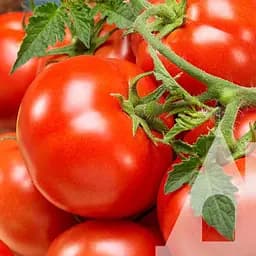 Томат Садиба Кэмпбелл 33, 0.5 г 