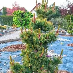 Сосна японская Agro-Market мелкоцветковая Shizukagoten С5 высота 35-40 см 188216 1 саженец в упаковке