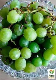Саджанець Agro-Market Виноград Совіньон Блан (Sauvignon Blanc) винний сорт, середній термін дозрівання) 1 шт. в пакуванні (44318) - мініатюра 3