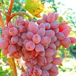 Саджанець Agro-Market Виноград Юліан (дуже ранній термін дозрівання, тривалий період збереження ягід) 1 шт. в пакуванні (19804)