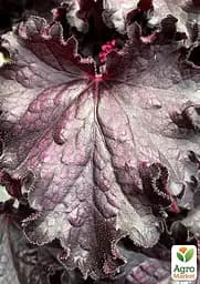 Саджанець Agro-Market Гейхера (Heuchera) Forever Midnight (181404) - мініатюра 2