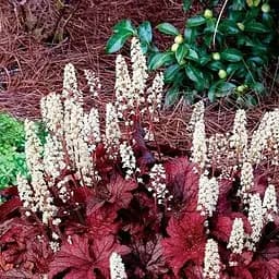 Саджанець Agro-Market Гейхерелла (Heucherella) Peach Tea (181408)