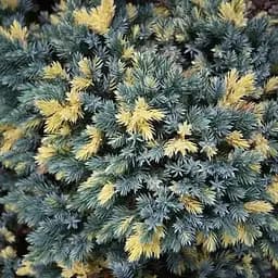 Ялівець лускатий 4-річний Floreant С3 діаметр 15-20см (188944) 1 саджанець