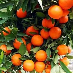 Саджанець Agro-Market Мандарин Міагаве Васе (45375) 1 шт. в упаковці