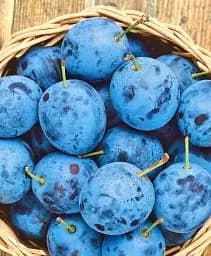 Саджанець Agro-Market Слива Емпресс 1 шт. в упаковці (40013)