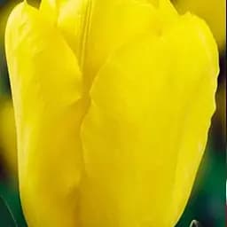 Тюльпан "Kikomachi" 3 шт (17056)