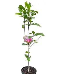 Магнолія Agro-Market Amethyst Flame щеплена 4-річна висота 120-150 см 1 саджанець в упаковці (152750) - мініатюра 3