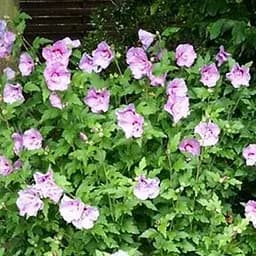 Саджанець Agro-Market Гібіскус сирійський Ardens С3, висота 20-40 см (93955)