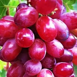 Саженец Agro-Market Виноград Красный палец (кишмиш, ранне-средний срок созревания) 1 шт. в упаковке (20042)