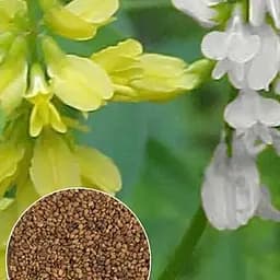 Вес Веса Донник смесь на за 50 г (49848)