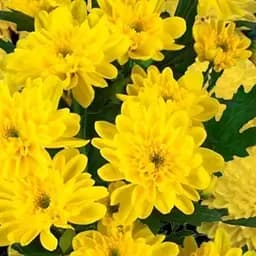 Хризантема букетная срезочная "Zembla Yellow" (152956) 1 саженец