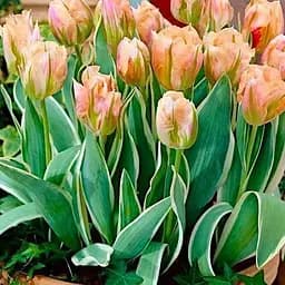 Тюльпан "China Town" (156300) 2 шт