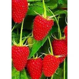 Саджанець Agro-Market Малина Полка (Polka) (ремонтантний транспортабельний сорт) 2 шт. в упаковці (36913)