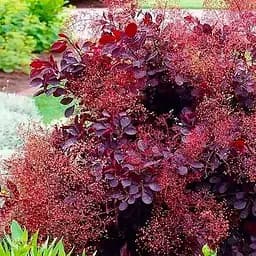 Скумпия 3-летняя "Dusky Maiden" С3 высота 50-70см (187474) 1 саженец