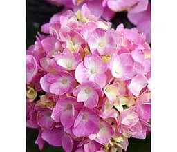 Саджанець Agro-Market Гортензія крупнолистова 2-х річна Bailmer Original висота саджанця 25-45 см (183487) 1 шт. в упаковці