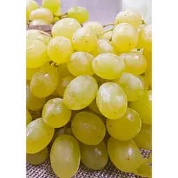 Саджанець Agro-Market Виноград Первозванний (ранній термін дозрівання, стійкий сорт не сприйнятливий до хвороб) 1 шт. в упаковці (25525) - мініатюра 4
