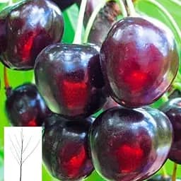 Вишня "Шоколадниця" укорінена в контейнері (саджанець 2 роки) (153034) 1 саджанець в упаковці