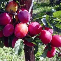 Саджанець Agro-Market Слива Ренклод Альтана (літній сорт, середній термін дозрівання) 1 шт. в упаковці (15792) - мініатюра 5