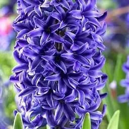 Гиацинт "Peter Stuyvesant" 2 шт (17221)