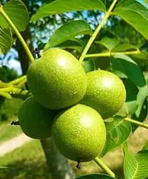 Саджанець Agro-Market Волоський горіх Мустанг (Mustang) (преміальний великоплідний сорт) 1 шт. в упаковці (45960)