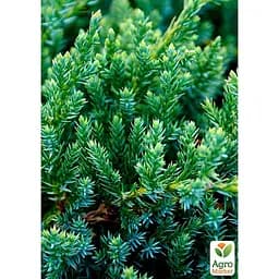 Саджанець Agro-Market Ялівець лускатий Blue Carpet горщик Р9 (25051) - мініатюра 5