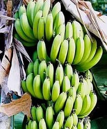 Саджанець Agro-Market Банан карликовий яскраво-жовтого кольору Сальвадор (Salvador) (преміальний, високоврожайний, солодкий сорт) (47710) 1 шт. в упаковці - мініатюра 3